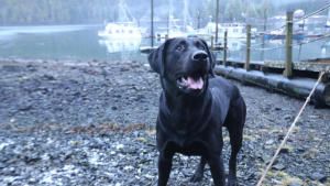 Life Below Zero: Port Protection Alaska photo