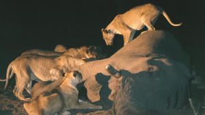 Big Cat Week photo