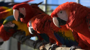 Magic of Disney's Animal Kingdom photo