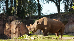 Magic of Disney's Animal Kingdom photo