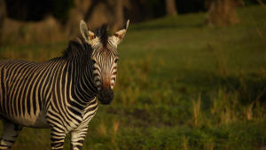 Magic of Disney's Animal Kingdom photo