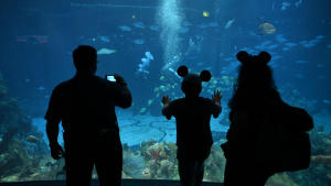 Magic of Disney's Animal Kingdom photo