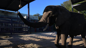 Magic of Disney's Animal Kingdom photo
