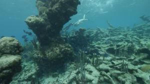 Sea of Hope: America's Underwater Treasures photo