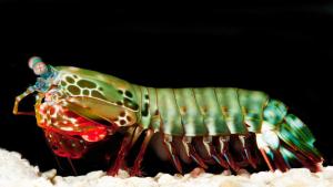 Monsters of the Wild: Creepy Crawlers photo