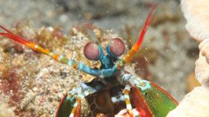Monsters of the Wild: Creepy Crawlers photo