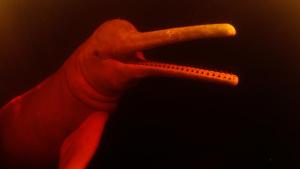 Monsters of the Wild: Creepy Crawlers photo