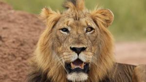 Return of the Lion photo