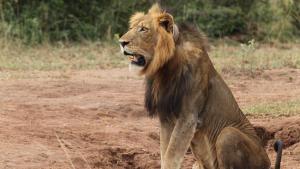Return of the Lion photo