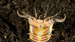 Asia's Wild Secrets: Nature's Weirdest photo