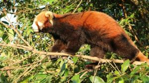 Asia's Wild Secrets: Mountain Survivors photo