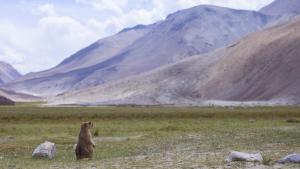 أسرار أسيا البرية: Mountain Survivors صورة