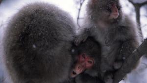 أسرار أسيا البرية: Mountain Survivors صورة
