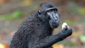Asia's Wild Secrets: Nature's Weirdest photo