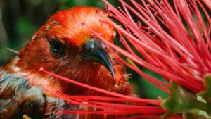 Hawaii Volcanoes photo