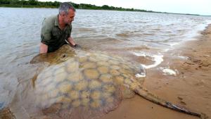 Last of The Giants: Wild Fish photo