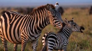 Incredible Animal Journeys photo