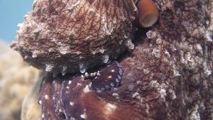 Secrets of the Octopus photo