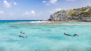 Secrets of the Octopus photo