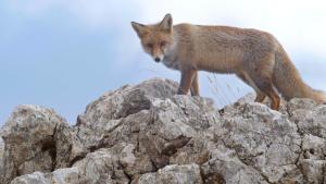 Wild Mediterranean photo