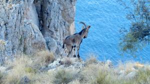 Wild Mediterranean photo