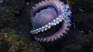 Secrets of the Octopus photo