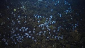 Secrets of the Octopus photo