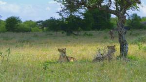 Primal Survivor: Extreme African Safari photo