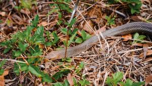 Aussie Snake Wranglers photo
