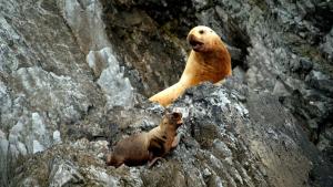Growing up Animal photo