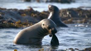 Growing up Animal photo