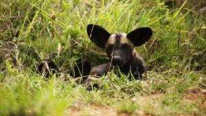 Growing up Animal photo