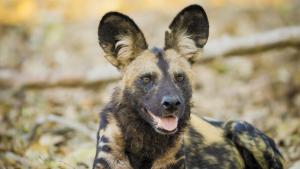 Growing up Animal photo