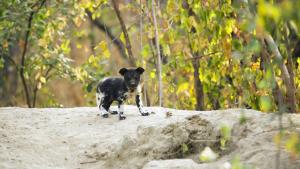 Growing up Animal photo
