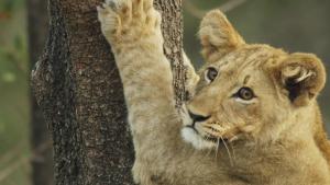 Growing up Animal photo