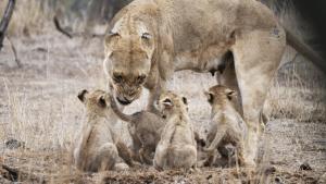 Growing up Animal photo