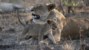 Growing up Animal photo