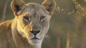 Growing up Animal photo