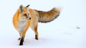 National Parks: USA photo