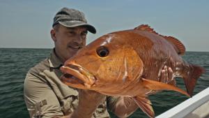 Last of The Giants: Wild Fish photo