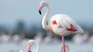 Wild Mediterranean photo