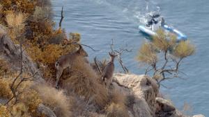 Wild Mediterranean photo