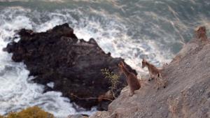 Wild Mediterranean photo