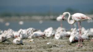 Untamed Coasts photo
