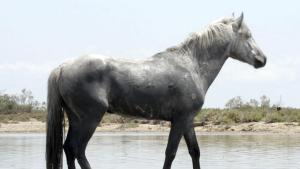 Untamed Coasts photo