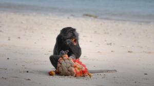 Nicobar Islands: A Monkey's Long Tale photo