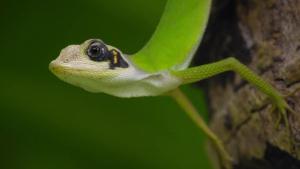 Nicobar Islands: A Monkey's Long Tale photo