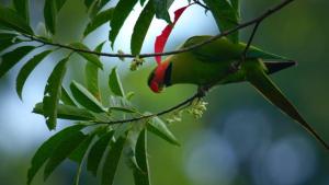 Nicobar Islands: A Monkey's Long Tale photo