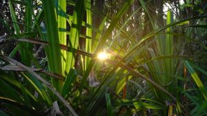 Nicobar Islands: A Monkey's Long Tale photo