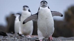 Secrets of the Penguin photo